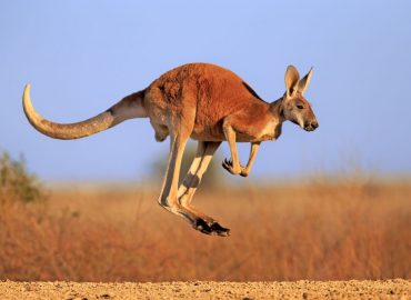 Where To See Kangaroos Near Melbourne, Australia