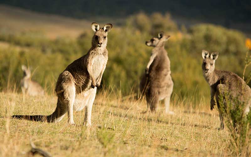 Spotting Kangaroos